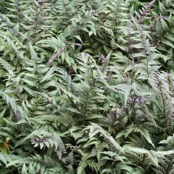 Visuel 1 du produit Fougère Athyrium niponicum pictum - Le pot de 2 litres