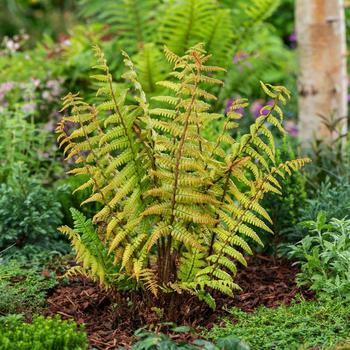 Visuel 1 du produit Fougère Dryopteris wallichiana JURASSIC GOLD - Le pot de 2 litres