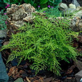 Visuel 1 du produit Fougère Dryopteris filix-mas - Le pot de 2 litres