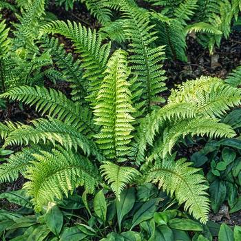 Visuel 1 du produit Fougère Polystichum aculeatum - Le pot de 2 litres