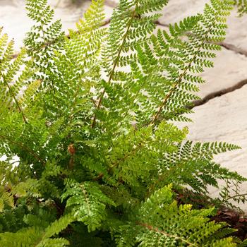 Visuel 1 du produit Fougère Polystichum setiferum - Le pot de 2 litres