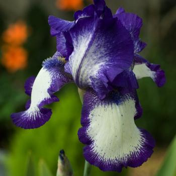 Visuel 1 du produit Iris Des Jardins 'Glenans'. Le pot de 1 litre
