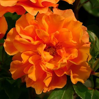 Visuel 1 du produit Pivoine Arbustive Jaune. Le pot de 5 litres