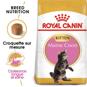Visuel 1 du produit Croquette pour chaton et chatte adulte en gestation Maine Coon Royal Canin - 2 kg