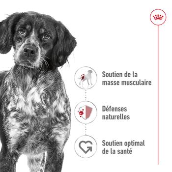 Visuel 1 du produit Croquettes pour chien adulte de taille moyenne Royal Canin Medium Adult - 3 kg