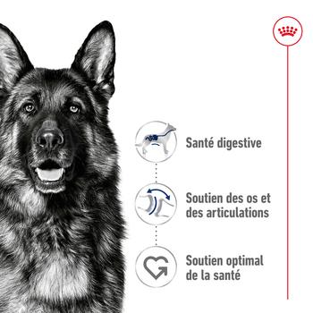 Visuel 1 du produit Croquettes pour chien adulte de grande race Royal Canin Maxi Adult - 12 kg