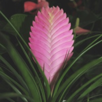 Visuel 1 du produit Tillandsia cyanea