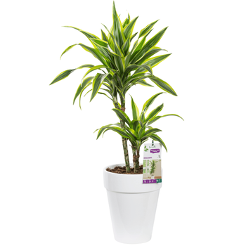 Visuel 1 du produit Dracaean lemon lime. Le pot de 21 cm