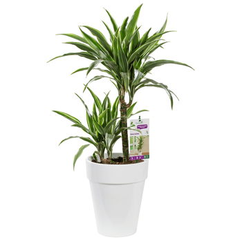 Visuel 1 du produit Dracaena warneckei. Le pot de 21 cm