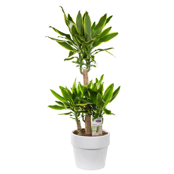 Visuel 1 du produit Dracaena yellow coast. Le pot de 26 cm