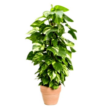 Visuel 1 du produit Pothos Scindapsus Aureus en pot diamètre 35 cm - 180 cm