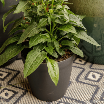 Visuel 1 du produit Pot rond lilo Poetic botanic® coloris gris en plastique recyclé 3,9 L - Ø 20 cm