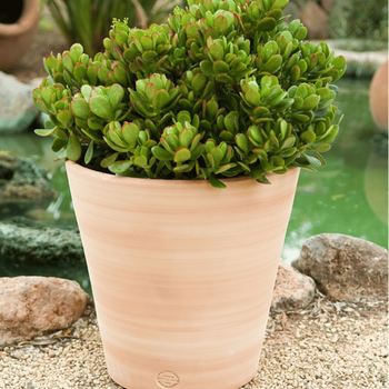 Visuel 1 du produit Pot Vaso lisse D40x H40