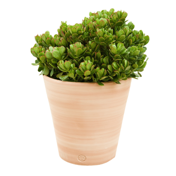 Visuel 1 du produit Pot Vaso lisse D40x H40