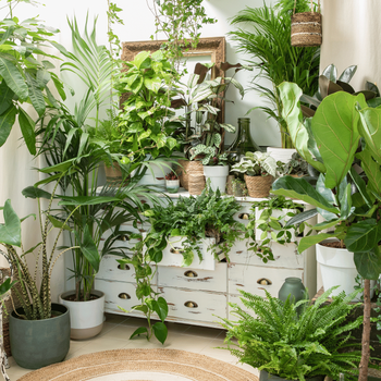 Visuel 2 du produit Terreau pour plantes d'intérieur botanic®