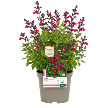 Visuel 1 du produit Sauge Arbustive Magical® Zambezi - Le pot de 2 litres