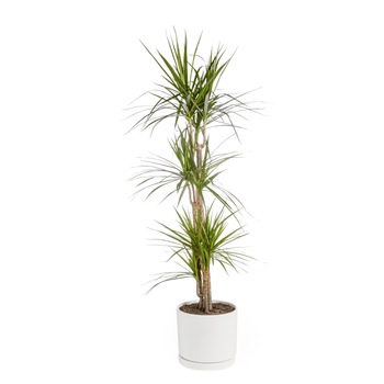Visuel 1 du produit Dracaena marginata vert en pot blanc émaillé botanic®. Le pot Ø 30 cm