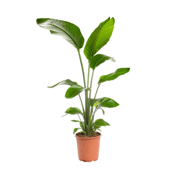 Visuel 1 du produit Oiseau de paradis vert. Le pot Ø 23 cm