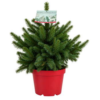 Visuel 1 du produit Petit épicéa Picea Pungens Super Blue. Le pot de 5 litres