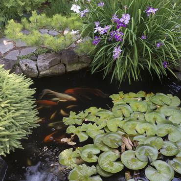 Des carpes koi dans un bassin