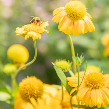 abeille butine sur une fleur jaune
