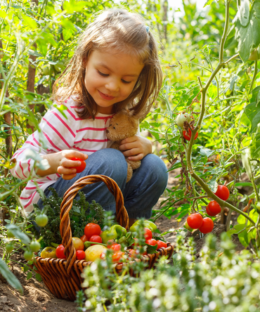 panier de récolte avec des produits signature pour le potager