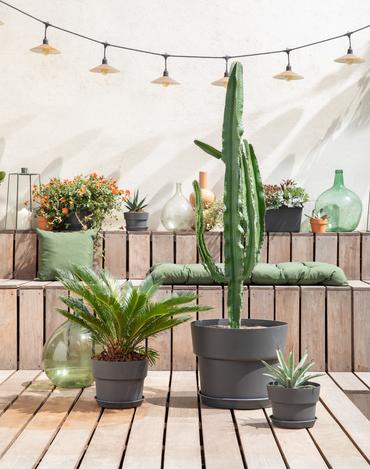 Des cactus et plantes grasses sur une terrasse