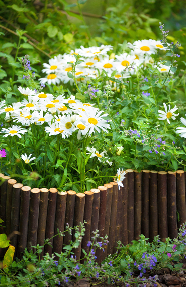 Des fleurs de marguerite blanches.