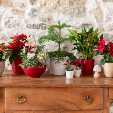 Des plantes pour décorer un intérieur pour Noël