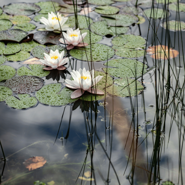 Des nenuphars blancs dans un bassin