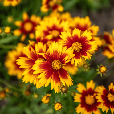 Une fleur vivace à floraison estivale, les oeillets