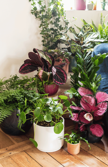 Un intérieur avec beaucoup de plantes vertes en décoration