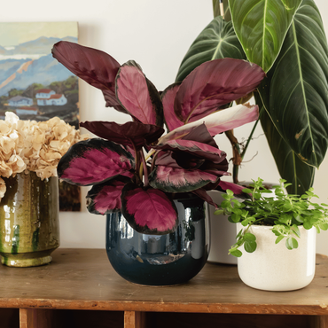 Des plantes d'intérieur sur une étagère en déco