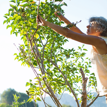 Une femme qui s'occupe d'un arbre fruitier avec un sécateur