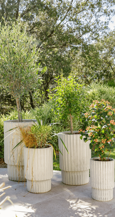 Plantes d'extérieur dans des pots blanc sur une terrasse au soleil