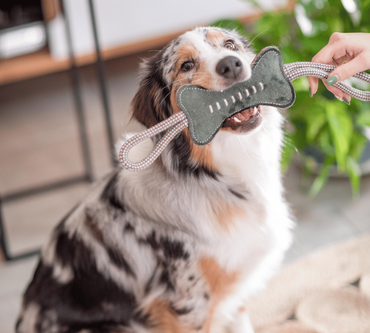 Chien avec son jouet dans la maison