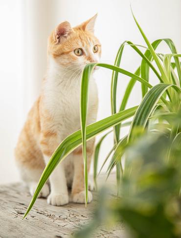 Un chat avec une plante verte