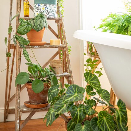 Zoom sur des plantes vertes dans une salle de bain