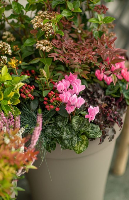 Un pot avec des cyclamens