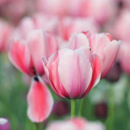 Un champ de tulipes roses