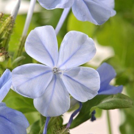 Des plumbago bleus