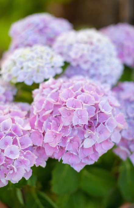 Des hortensias roses et blanches