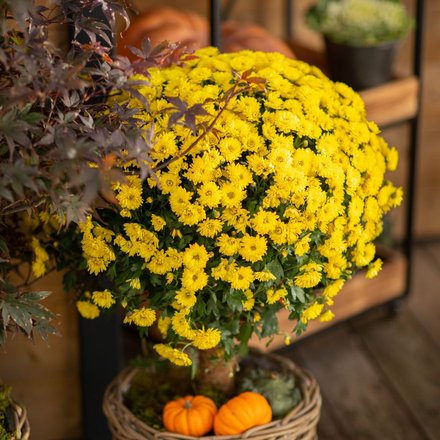 Des chrysanthèmes jaunes