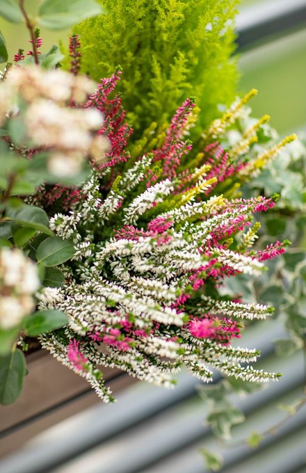 Une bruyère dans une jardinière