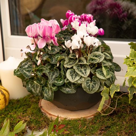 Un pot de cyclamens