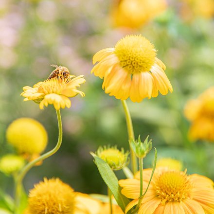 Une abeille sur une fleur jaune