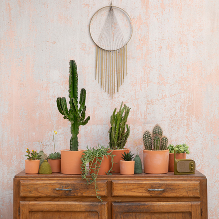 Des cactus et plantes grasses sur une commode en bois
