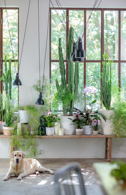 Des plantes vertes d'intérieur sur un banc avec un chien.