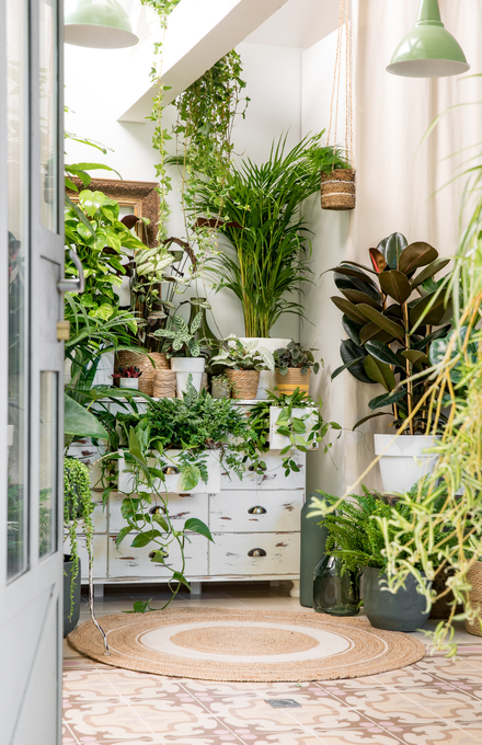 Des plantes vertes d'intérieur sur une commode et un tapis.