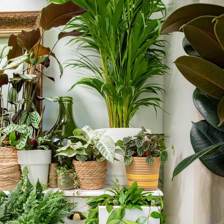 Des plantes vertes d'intérieur avec des cache-pots .